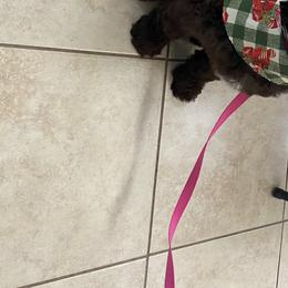 Australian Labradoodle Puppies from Whimsical Australian Labradoodles