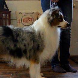 Rock - Australian Shepherd
