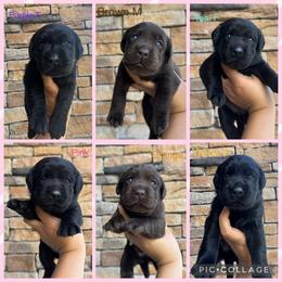 Purple Collar Female - Black female Labrador Retriever puppy in Kissimmee, Florida from SunState Labs