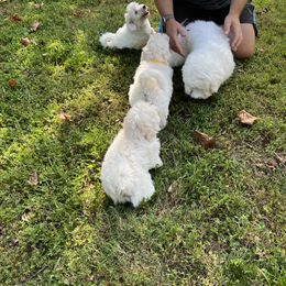 Coton de Tulear Puppies from Smoky Mountains Cotons