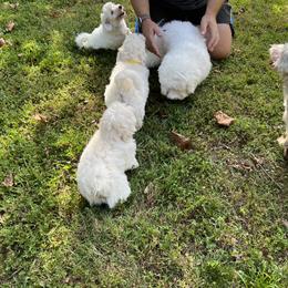 Coton de Tulear Puppies from Smoky Mountains Cotons