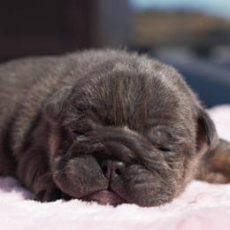 Subzero - Blue tri-color female Bulldog puppy in Warsaw, New York from Hillview Kennels