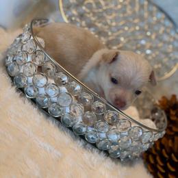 Winnie - Cream female Chihuahua puppy in Seneca, Missouri from Stephanie’s Puppy Colony