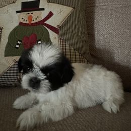 Boy 1 - Black and white male Shih Tzu puppy in Maxwell, California from Suzie Q Shitzu’s