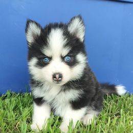 Blizzard - Black and white male Pomsky puppy in Spring Hill, Florida from PDQ Pomskies