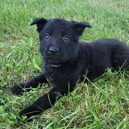 German Shepherd Puppies from Woodhill K9