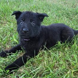 German Shepherd Puppies from Woodhill K9