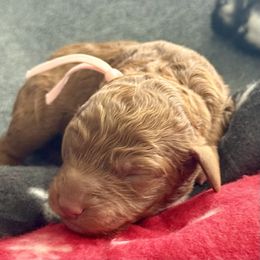 Pink collar - Red  female Goldendoodle puppy in Fontana, California from Grammy's Puppy Love doodles and poodles