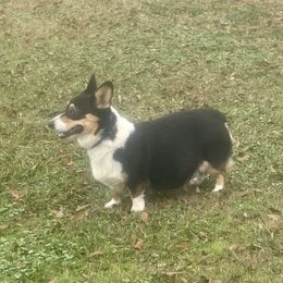 Patsy Cline - Pembroke Welsh Corgi