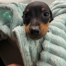 Oak - Black and tan male Dachshund puppy in Mountain Home, Arkansas from Furry Friends Kennel