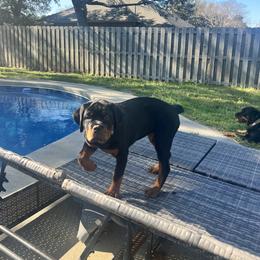 Rottweiler Puppies from Von Ratermann Rottweilers