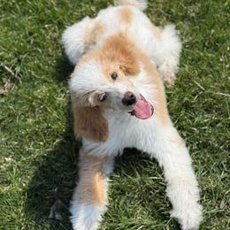 Pearl - Parti female Poodle puppy in Bellville, Ohio from Cedar Ridge Standard Poodles