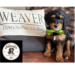 Green boy - Phantom male Bernedoodle puppy in Altura, Minnesota from Whitewater Bernedoodles & Bluffside Berners