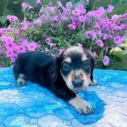 Frank - Black and cream male Dachshund puppy in Cherry Tree, Oklahoma from Peavine Creek Dachshunds