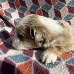 Miniature Australian Shepherd Puppies from R&R Mini Aussies