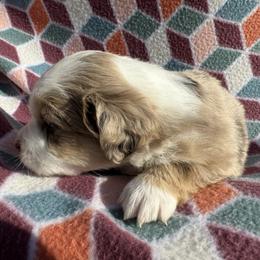 Miniature Australian Shepherd Puppies from R&R Mini Aussies