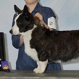 Cardigan Welsh Corgis and Great Danes from McOwen Kennels