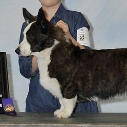 Cardigan Welsh Corgis and Great Danes from McOwen Kennels