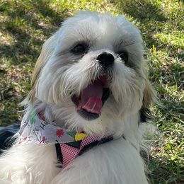 Lulu - Shih Tzu