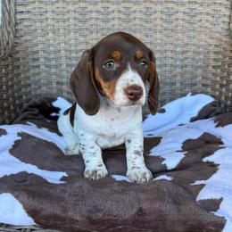 Girl 1 LIMITED AKC - Piebald female Dachshund puppy in Aurora, Missouri from Baker Farms
