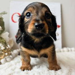 Zoey 3200 - Red female Dachshund puppy in Sylvania, Alabama from Yancey’s Doxies
