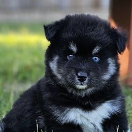 Pomeranians and Pomskies from Northern Cali Pomskies