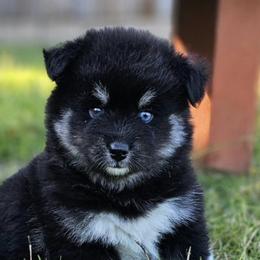 Pomeranians and Pomskies from Northern Cali Pomskies