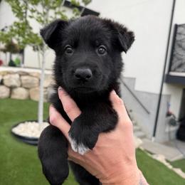 Orange Male - Black male German Shepherd puppy in Saratoga Springs, Utah from Vom Stille Teufelshunde Kennels