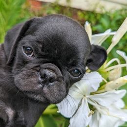 Pugs from Southern Comfort Pugs