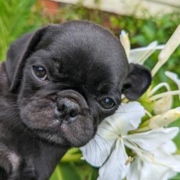 Pugs from Southern Comfort Pugs