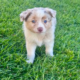 Gil - Red merle male Miniature Australian Shepherd puppy in California from Eagle River Aussies