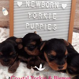 Yorkie Baby Boy 2 - Black and tan male Yorkshire Terrier puppy in North Chelmsford, Massachusetts from Coastal Yorkshire Terrier Yorkies & Biewer Terriers