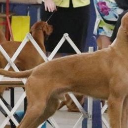 Wirehaired Vizslas from Blaythorn's