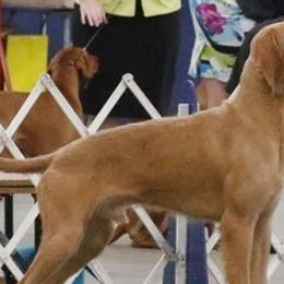 Wirehaired Vizslas from Blaythorn's