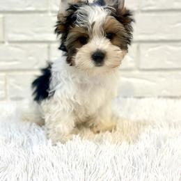 Theo - Black tan and white male Biewer Terrier puppy in Greenwood, South Carolina from Sweet Southern Puppies
