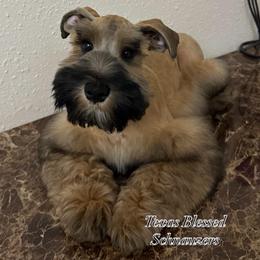 Baldwin - Wheaten male Miniature Schnauzer puppy in San Antonio, Texas from Texas Blessed Schnauzers
