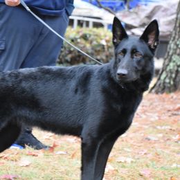 Letty - German Shepherd