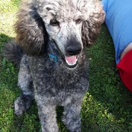 Poodles from Illini Spirit Standard Poodles