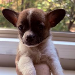 Sienna - Red female Companion Cross puppy in Massachusetts, Massachusetts from Boston Chi Chis