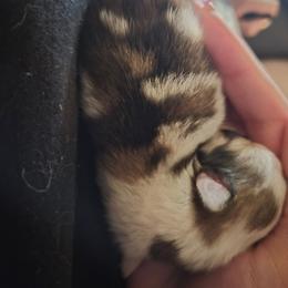 Dino - Blue merle male Pomeranian puppy in Billings, Montana from Magic City Poms