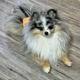 groot - Pomeranian