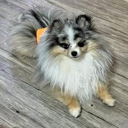 groot - Pomeranian