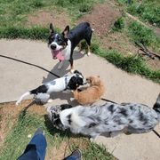 Australian Koolie All Grown Up from Tenacious Dogs