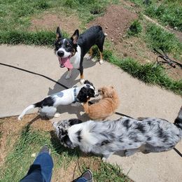 Australian Koolie All Grown Up from Tenacious Dogs