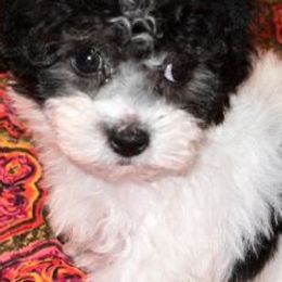 Yorkipoos from Julita's Pups