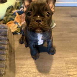 Mega mind - Black male French Bulldog puppy in Whittier, California from West Coast Bullies & Frenchies
