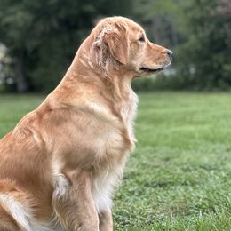 Golden Retrievers from Kesher Goldens