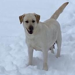 Tillie - Labrador Retriever