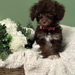 Poodle All Grown Up from Parti-Pawz