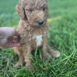 Poodle Puppies from Country Sundance Poodles